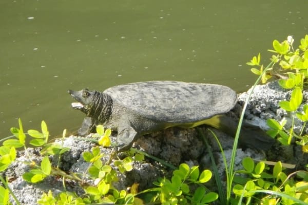 Do Softshell Turtles Need A Basking Area?