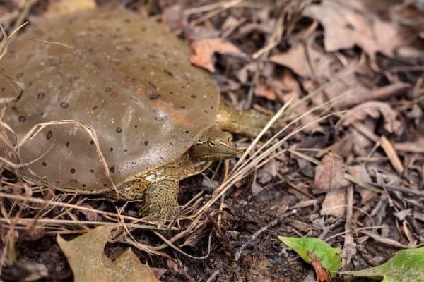How Long Can A Softshell Turtle Live