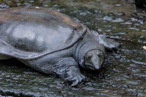 How Does A Softshell Turtle Protect Itself