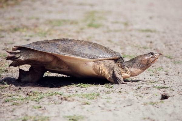 How Fast Can A Softshell Turtle Swim?