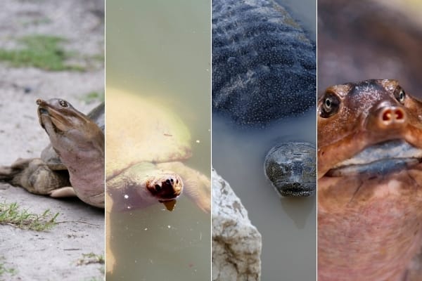 Where Do Softshell Turtles Live