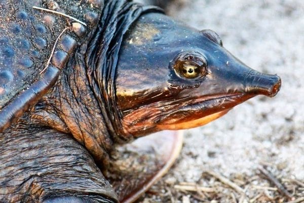 How To Tell The Gender Of A Softshell Turtle?