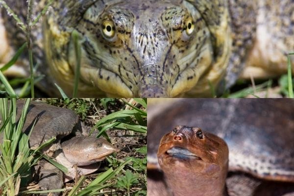 Types Of Softshell Turtles