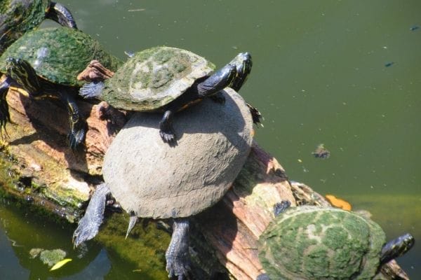 Why Do Turtles Stack