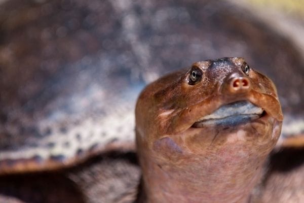 florida softshell turtle