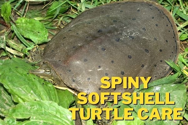 spiny softshell turtle care