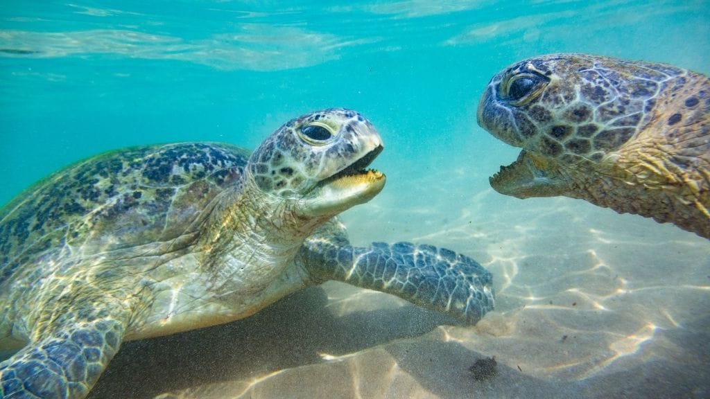 Do Turtles Bite Each Other