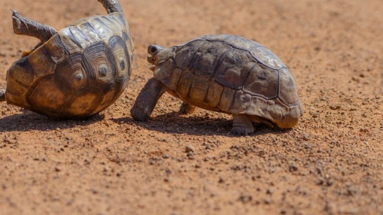 Do Turtles Bully Each Other