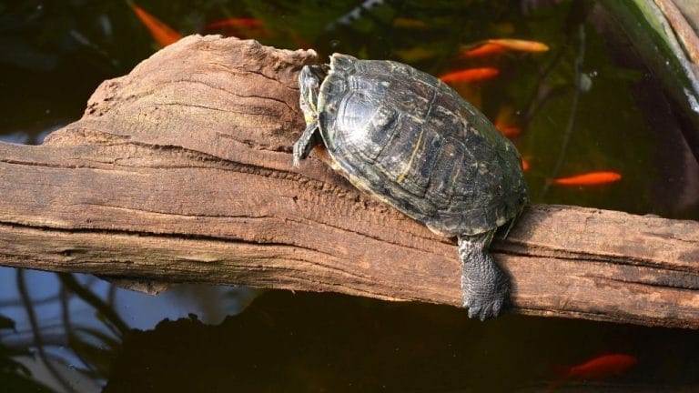 How Do Turtles Sleep Underwater