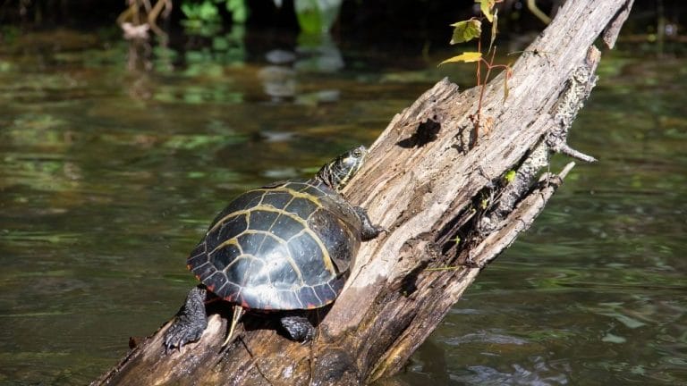 Can Turtles Sleep Outside The Water? – The Turtle Hub