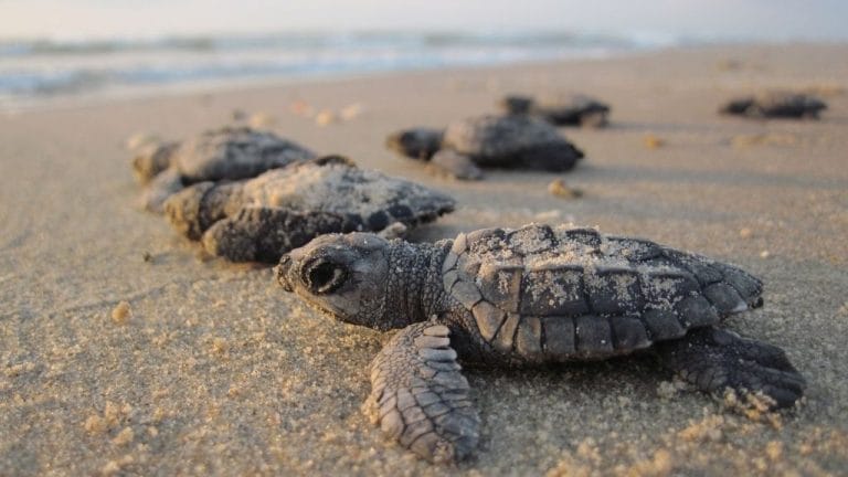 How Long Do Baby Turtles Sleep?