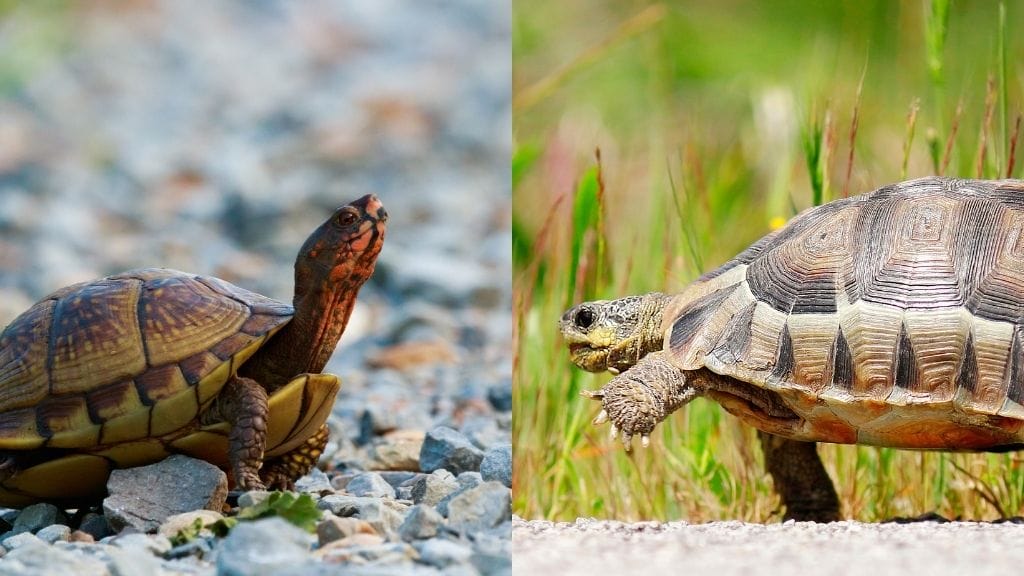 Are Tortoises Slower Than Turtles