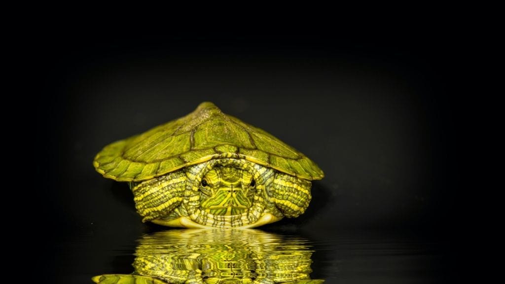 Baby Red Eared Sliders care
