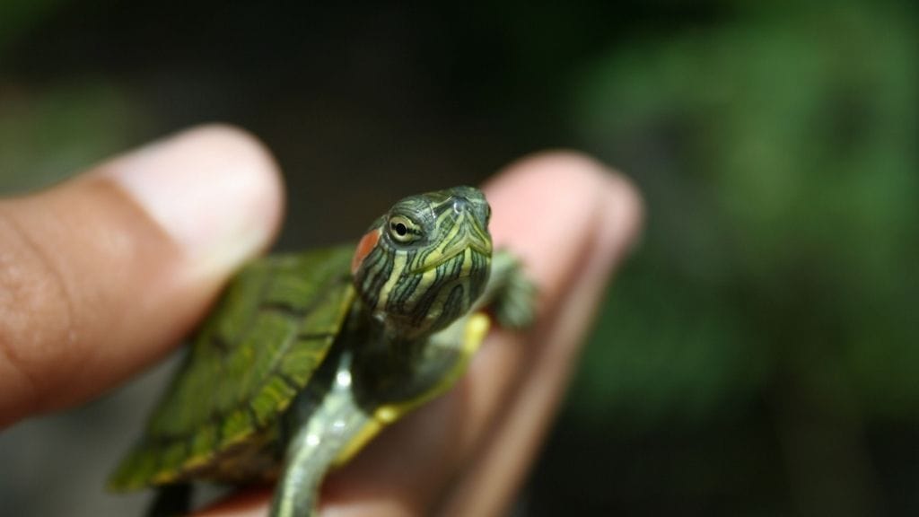 Baby Red Eared Sliders