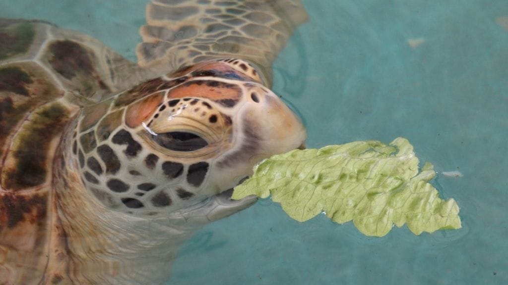 How Much Should You Feed A Turtle