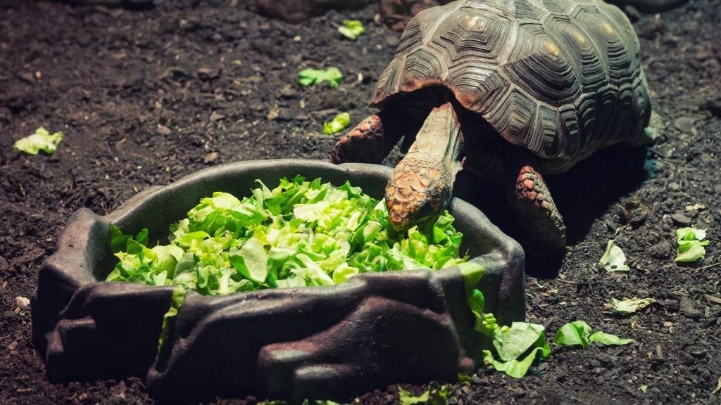 How Often Do You Feed A Turtle