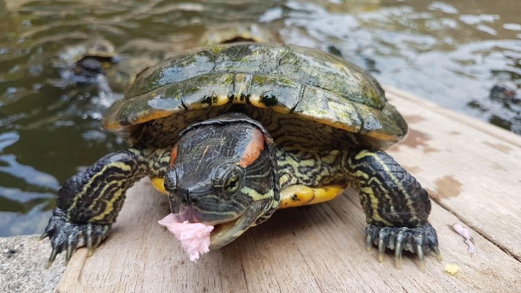 How To Know If A Turtle Is Actually Starving