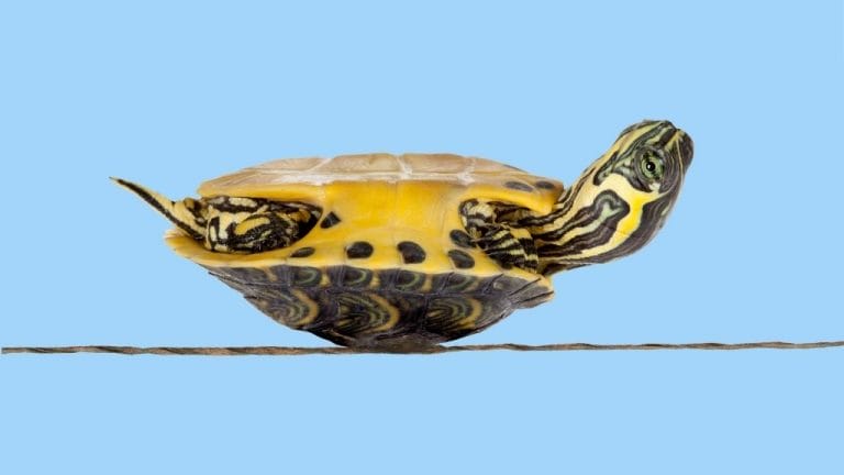 Why Is My Baby Turtle Floating