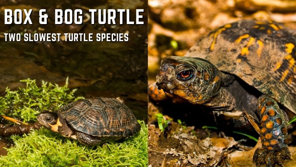 bog and box turtle speed