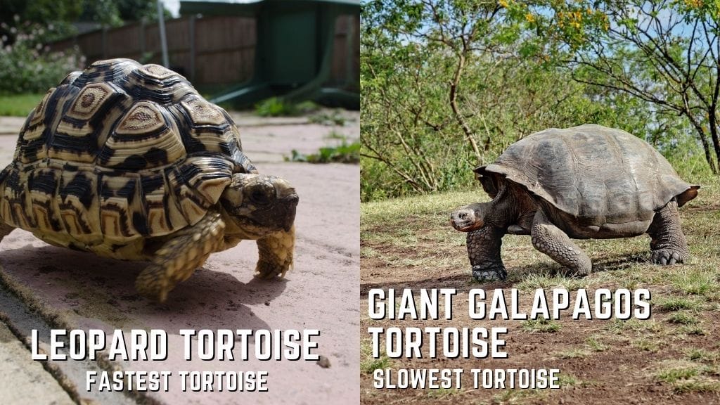 fastest vs slowest turtles