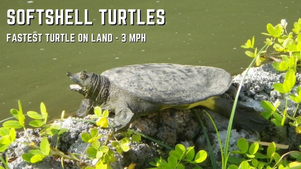 softshell turtles speed