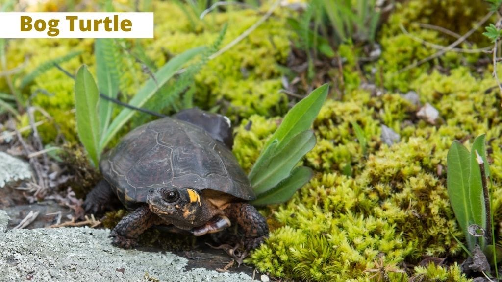 bog turtle