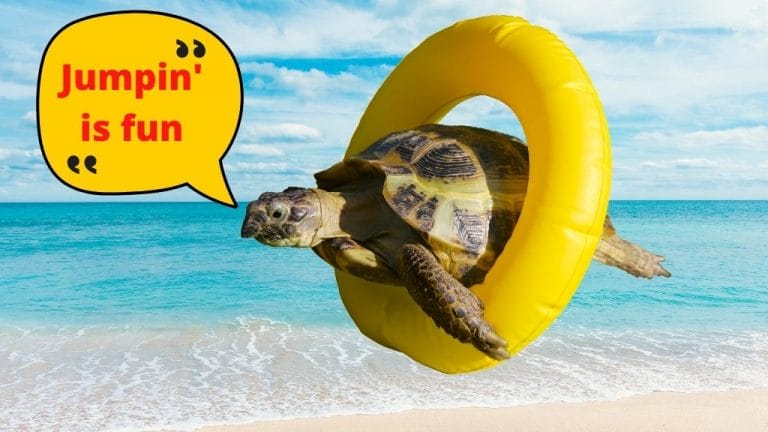 Can Turtles Actually Jump