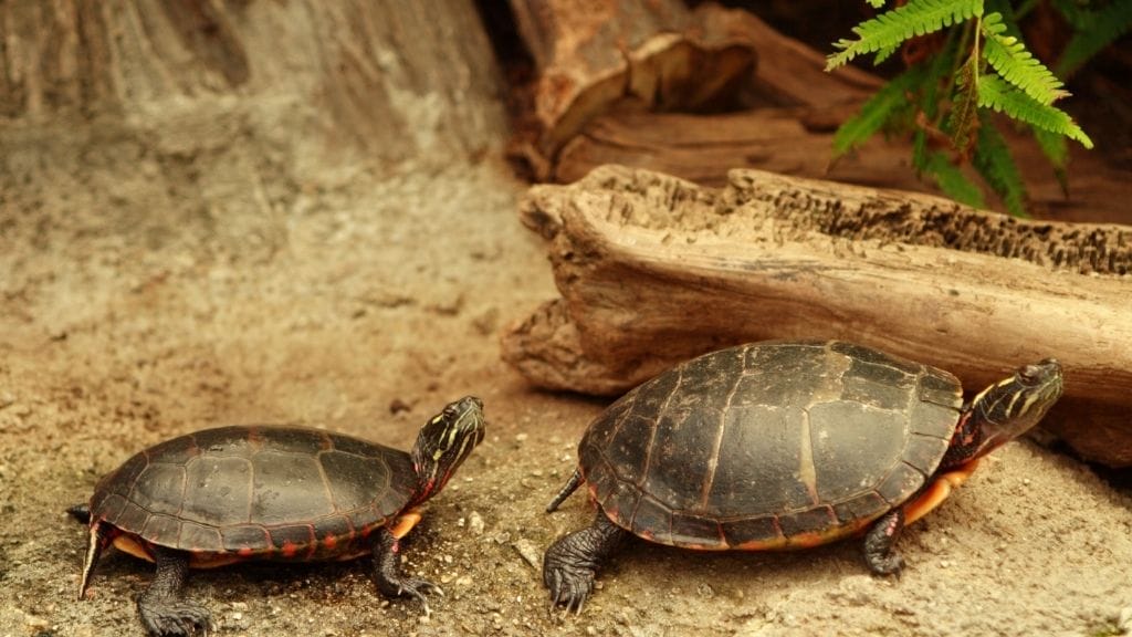 Can You House Two Turtles In A Single Tank