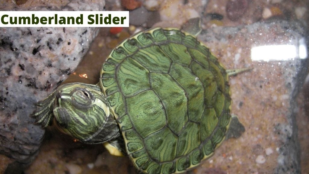 Cumberland slider