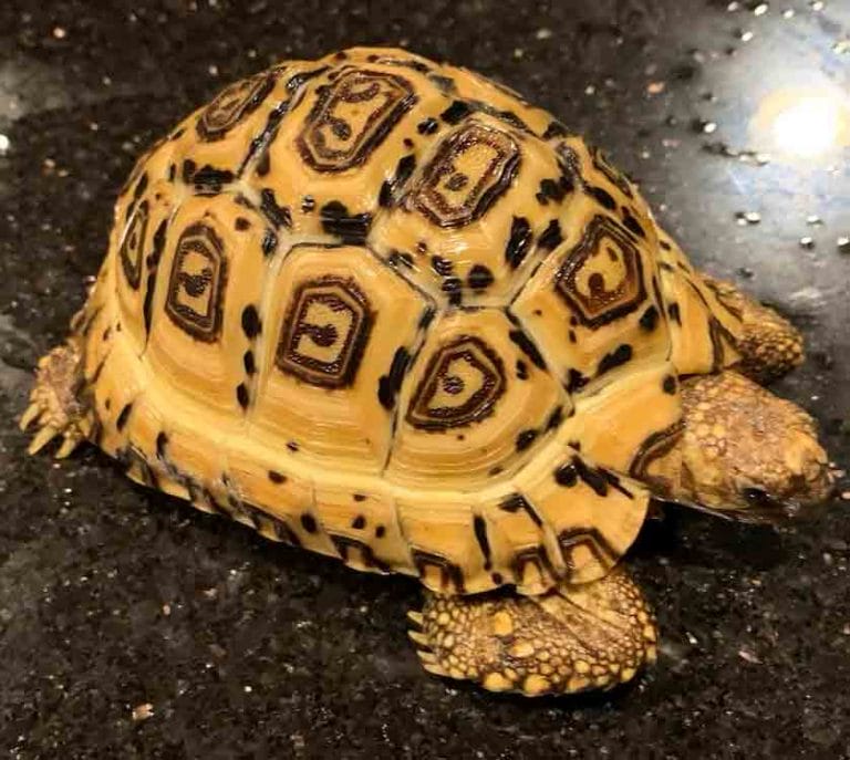 Stigmochelys pardalis (Leopard Tortoise)