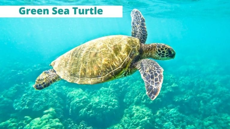 Chelonia mydas (Green Sea Turtle)