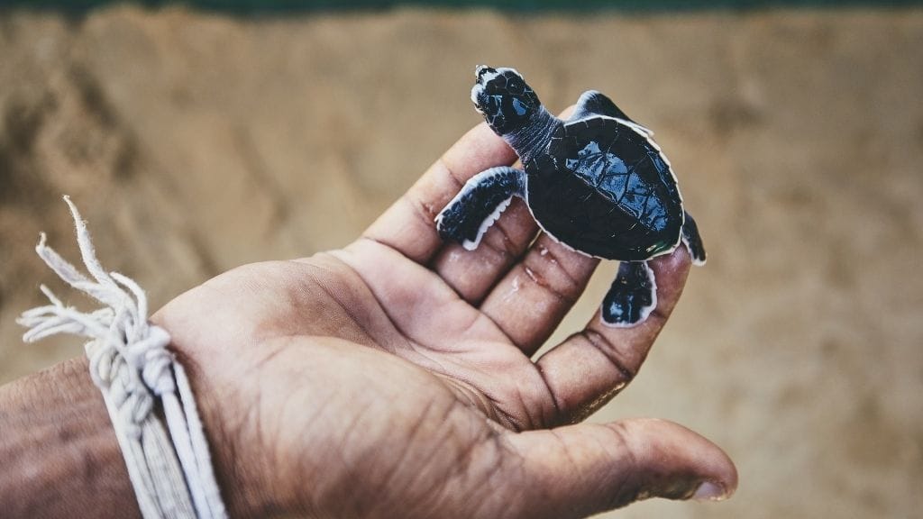 How To Adopt & Rescue Turtles