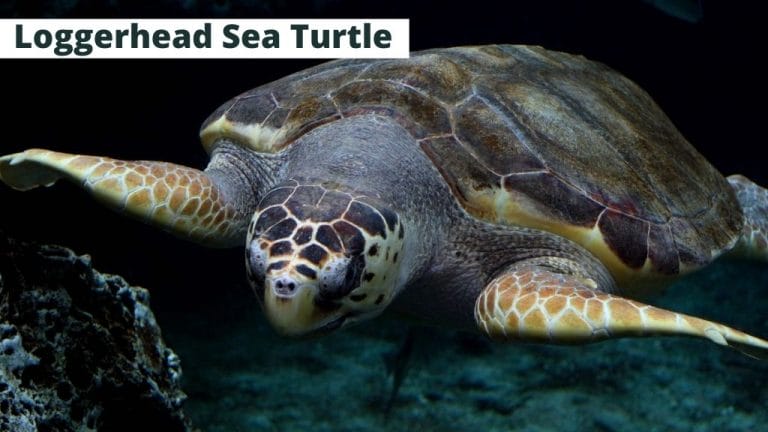 Jorge the Sea Turtle Is Free—After 41 Years in a Fish Tank