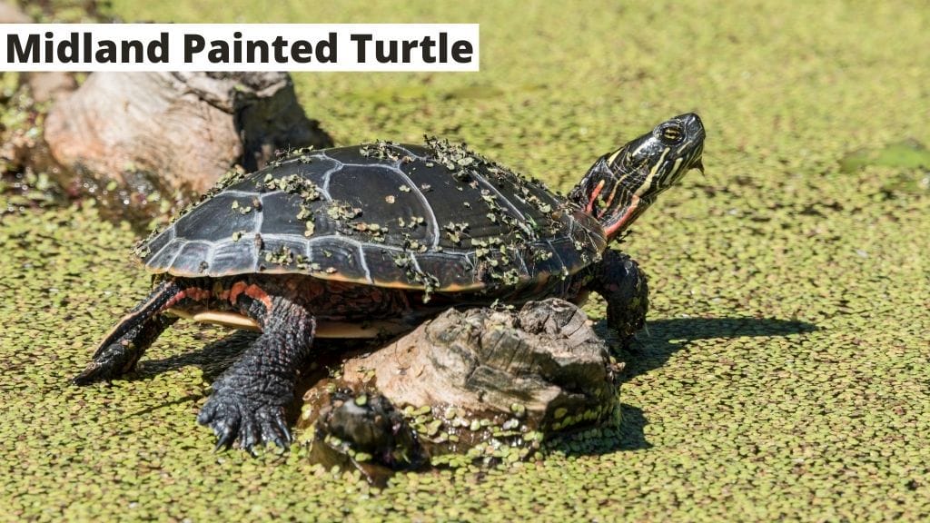 midland painted turtle