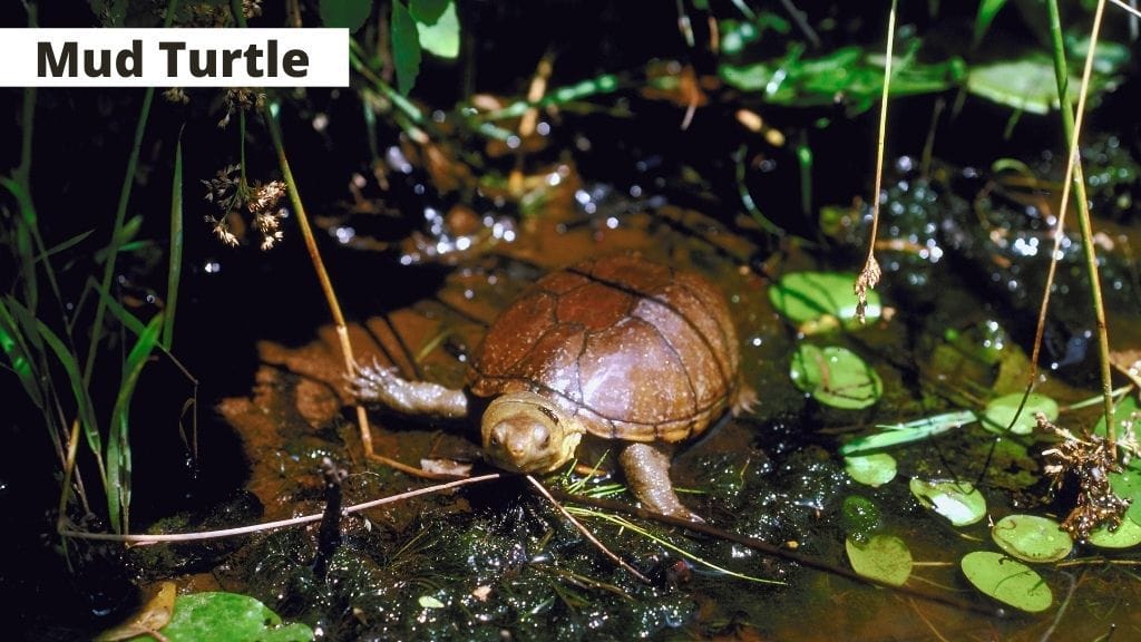 mud turtle