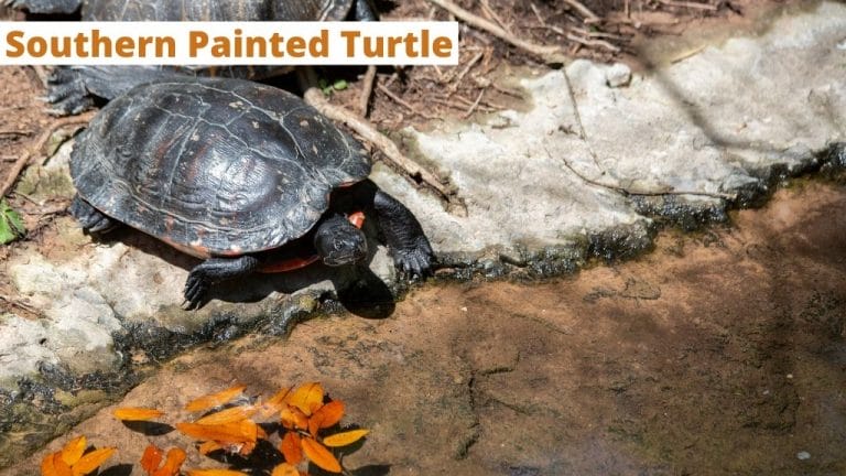 Chrysemys dorsalis (Southern Painted Turtle)