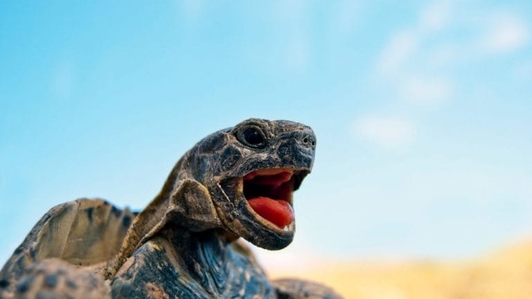 What Do Different Turtle Sounds Mean