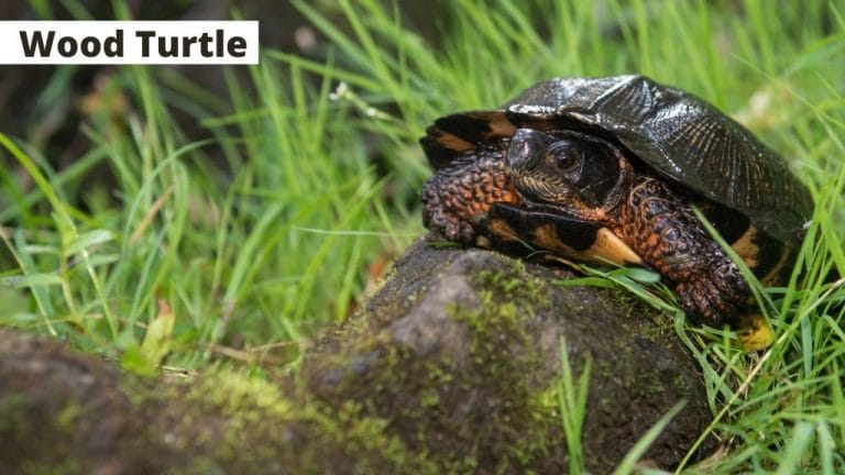 Glyptemys insculpta (Wood Turtle)