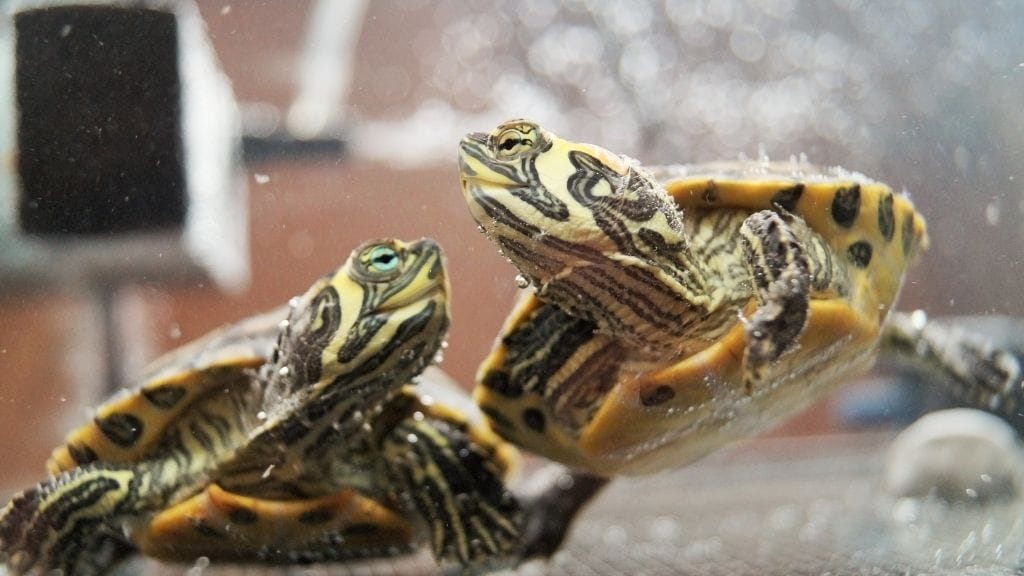 Can You Save A Drowned Turtle