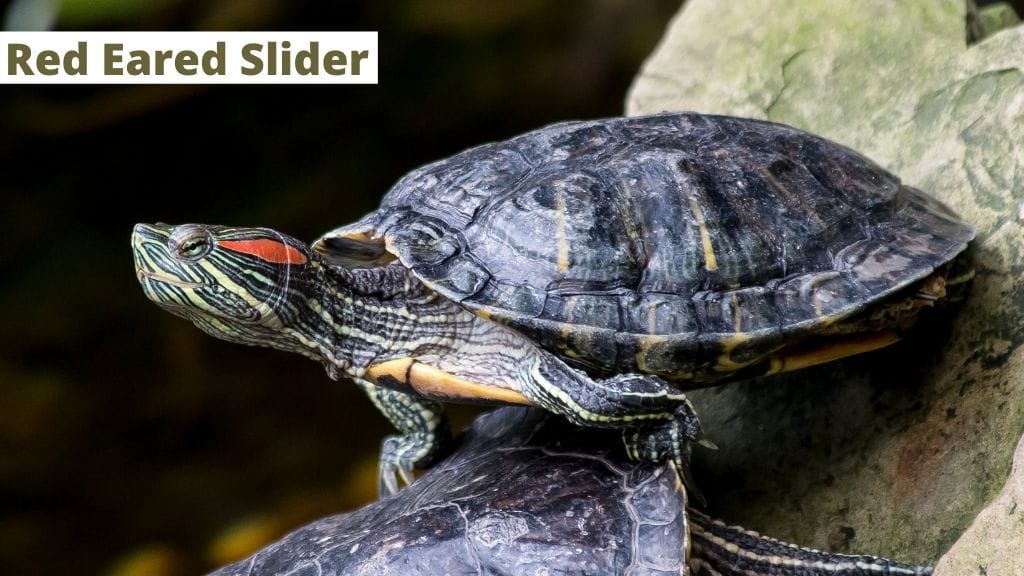 red eared slider