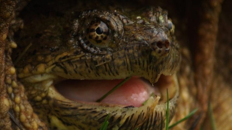 Can A Snapping Turtle Bite A Finger Off