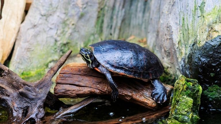 Can You Add Live Plants To Turtle Tank