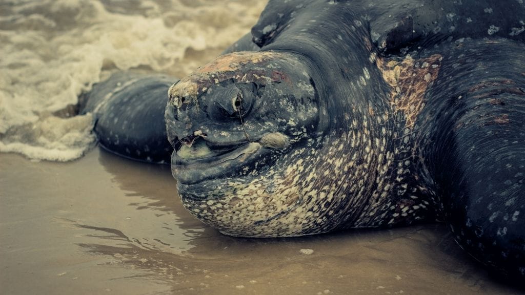 Leatherback Sea Turtle Lifespan