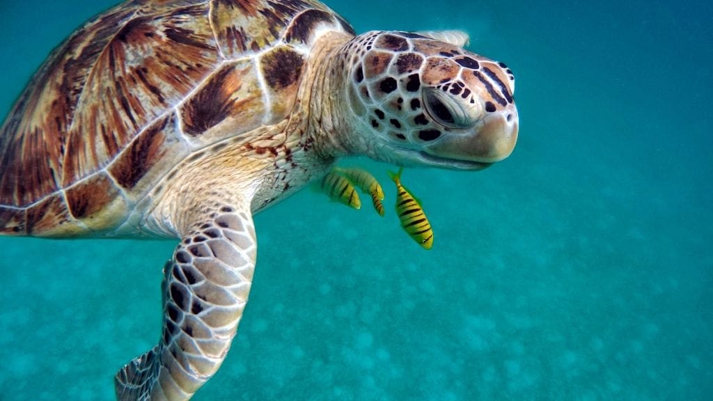Sea Turtle Lifespan
