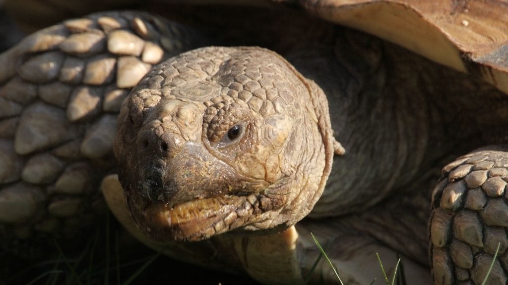 Sulcata Tortoise Lifespan: How Long Do They Live? – The Turtle Hub