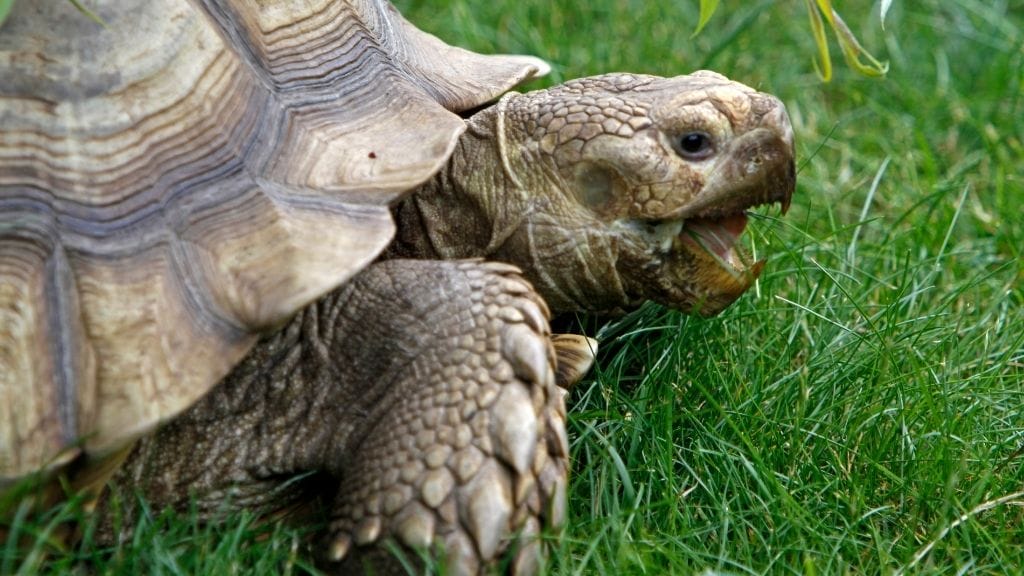 Why Do Sulcata Tortoises Live So Long