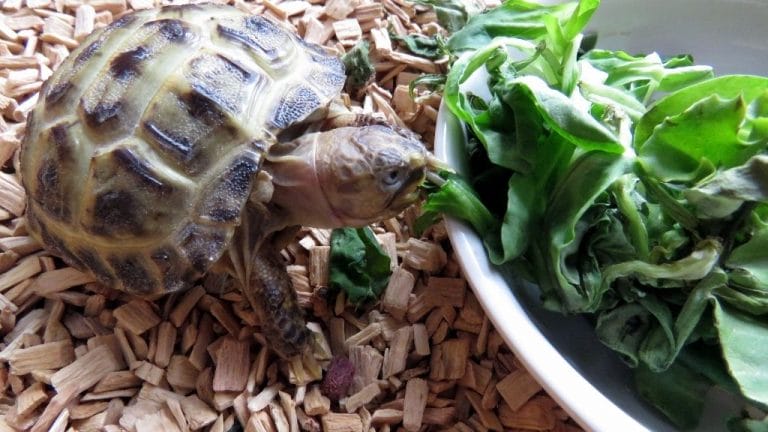 Baby Tortoise Diet & Feeding Guide