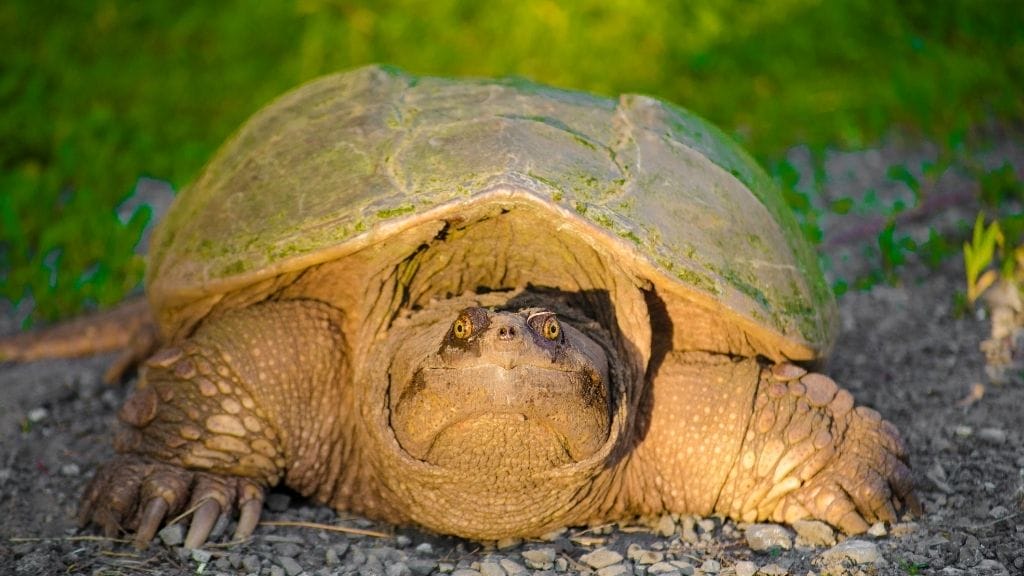 Can A Snapping Turtle Jump? – The Turtle Hub