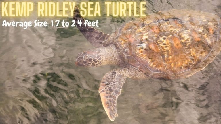 Lepidochelys kempii (Kemp’s Ridley Sea Turtle)