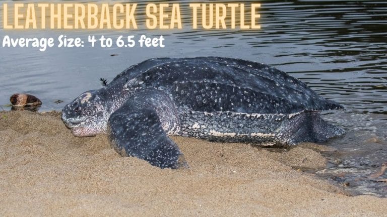 Dermochelys coriacea (Leatherback Sea Turtle)